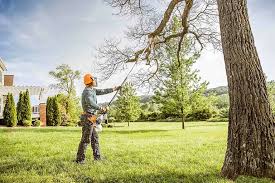 How Our Tree Care Process Works  in Strathmore, CA